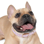 Charming Pet Collar with Paw Print Design