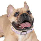 Charming Pet Collar with Paw Print Design