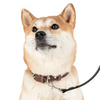 Stylish Pet Leash for Dog Lovers