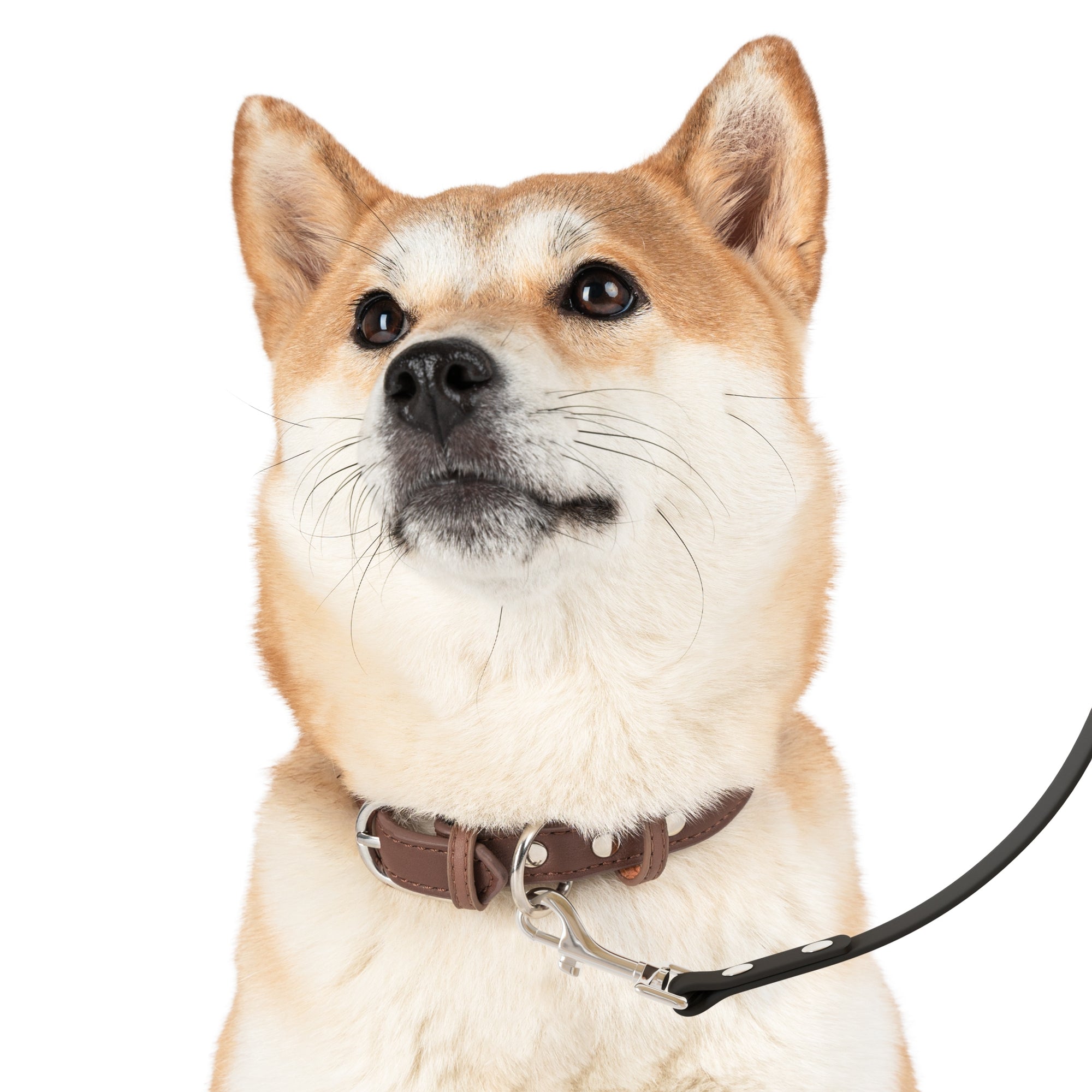 Stylish Pet Leash for Dog Lovers