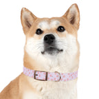 Charming Pet Collar with Paw Print Design